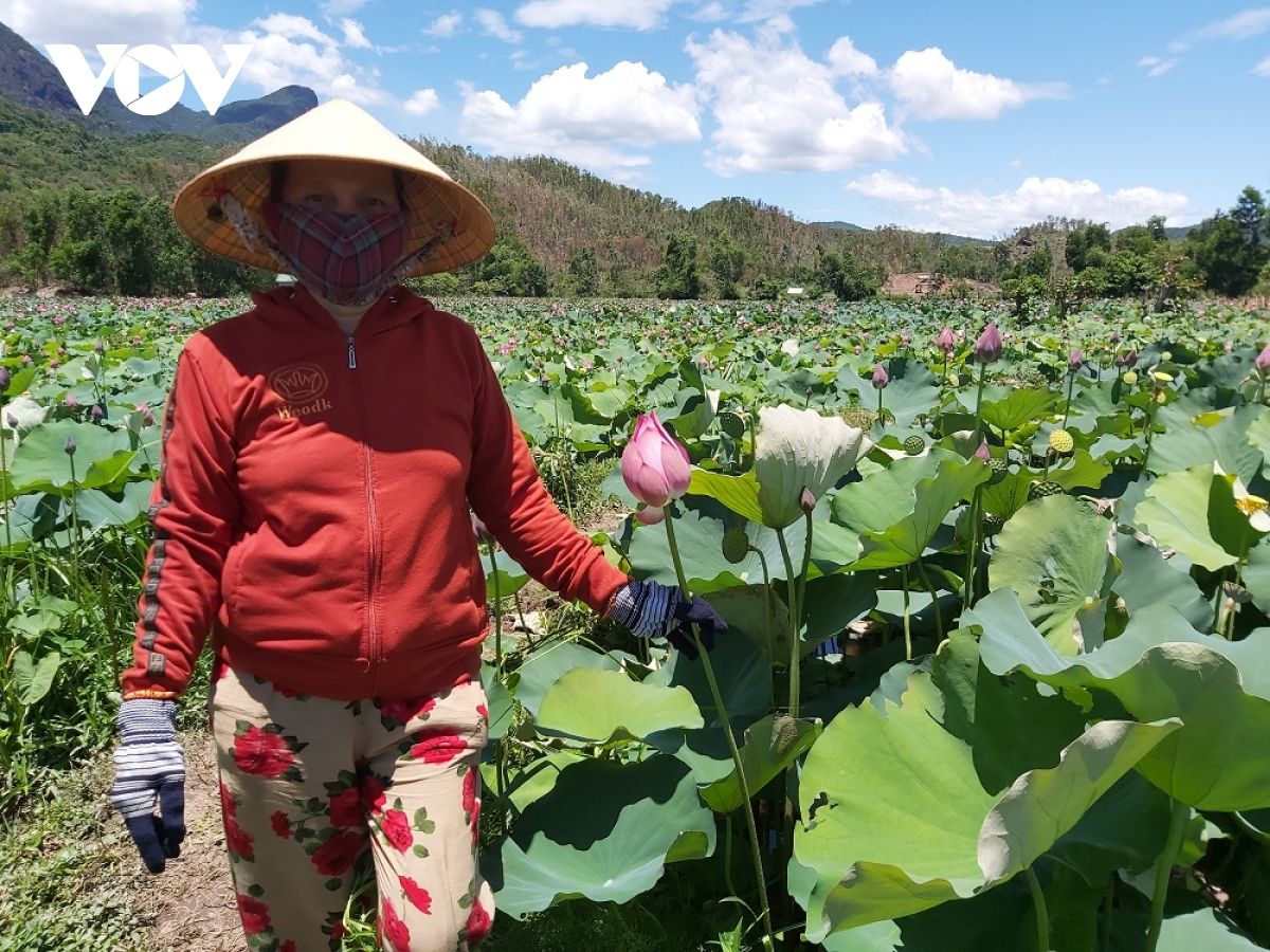 Trồng sen trên đất lúa, nông dân hái ra tiền