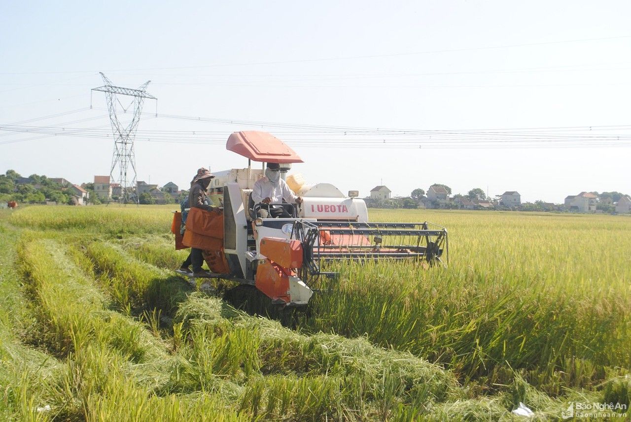 Thu hoạch lúa giúp các xã bị giãn cách 