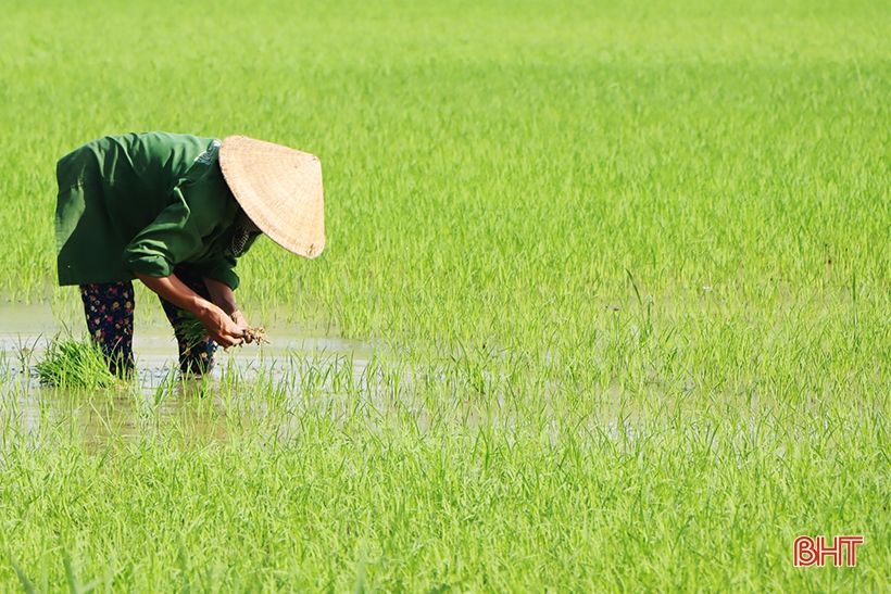 Nông dân xứ Cẩm hối hả tỉa dặm, chăm sóc lúa hè thu