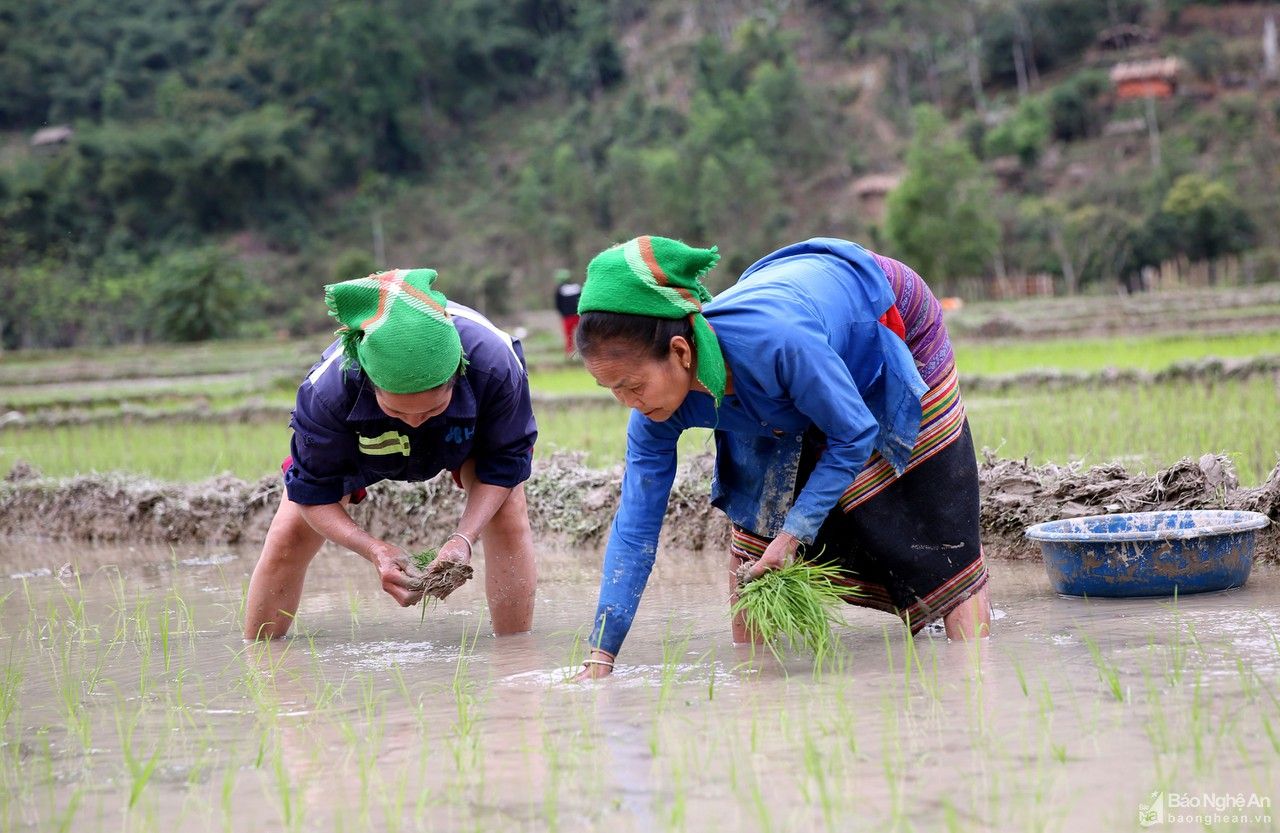 Chạy đua với vụ mùa trên cung ruộng bậc thang xứ Nghệ