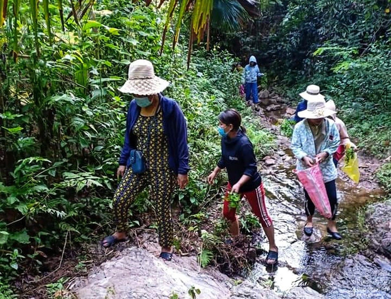 Giáo viên vùng cao Nghệ An lên rừng lấy măng ủng hộ người dân thành Vinh phòng, chống dịch