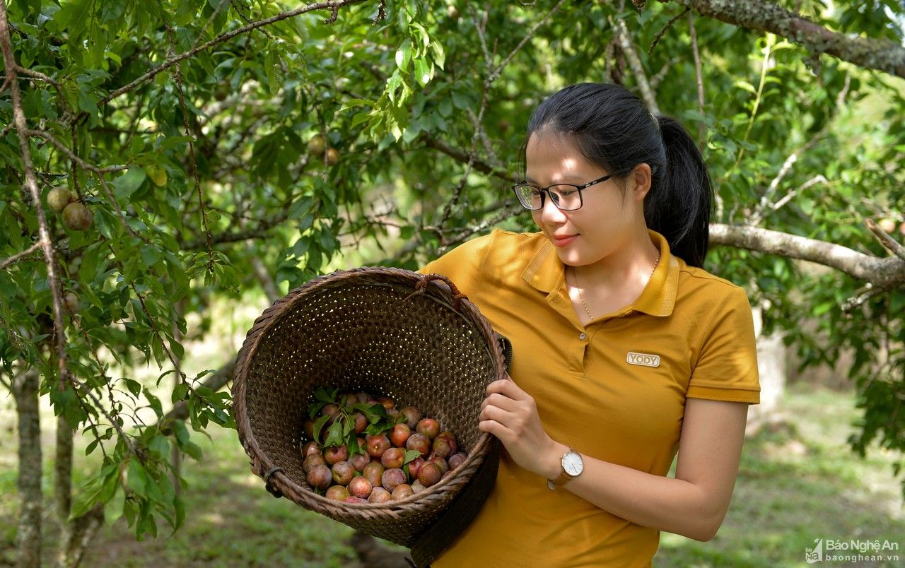 Gỡ khó cho mận 