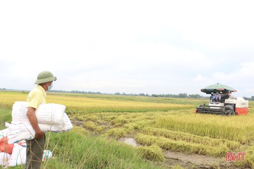 Nông dân Hà Tĩnh “chạy mưa” trên những cánh đồng lúa hè thu