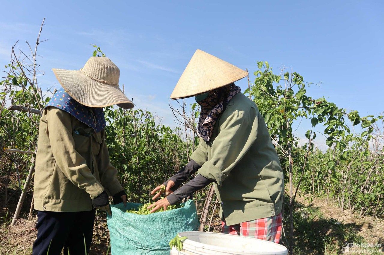 Cây đặc sản chết rũ ngoài đồng, nông dân Nghệ An thất thu tiền tỷ