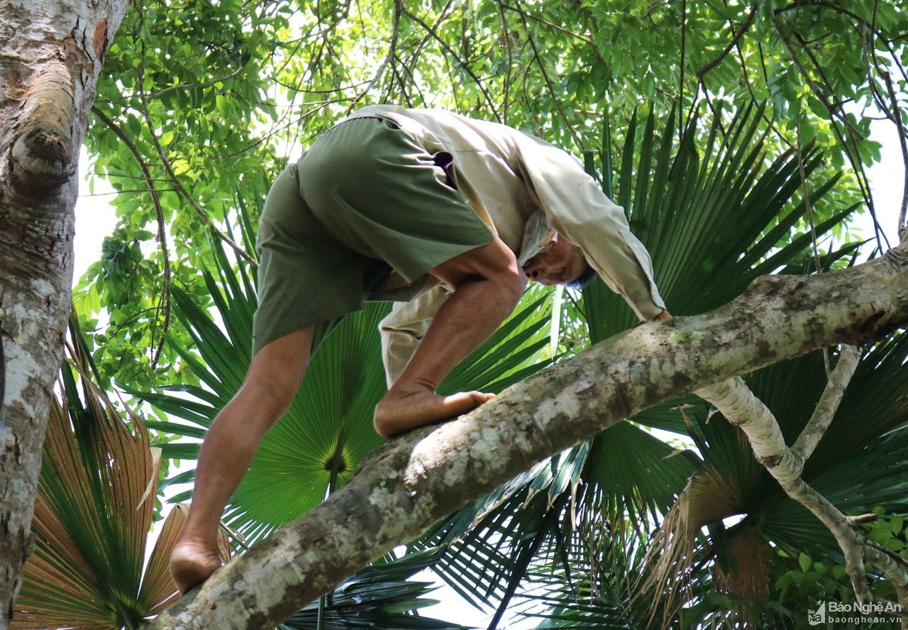 Chênh vênh nghề trèo trám