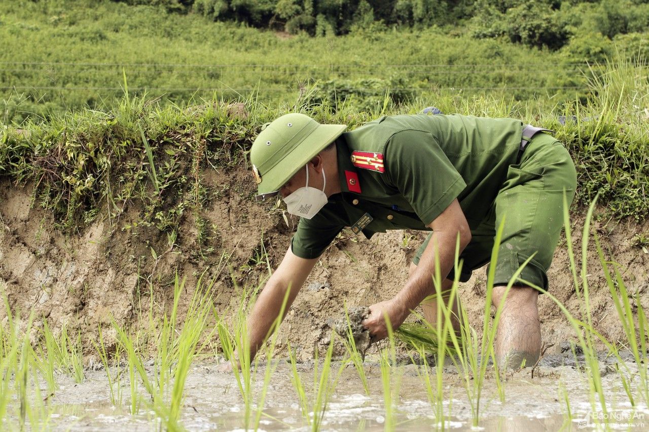 Các lực lượng giúp người dân vùng tâm dịch Tương Dương cấy lúa