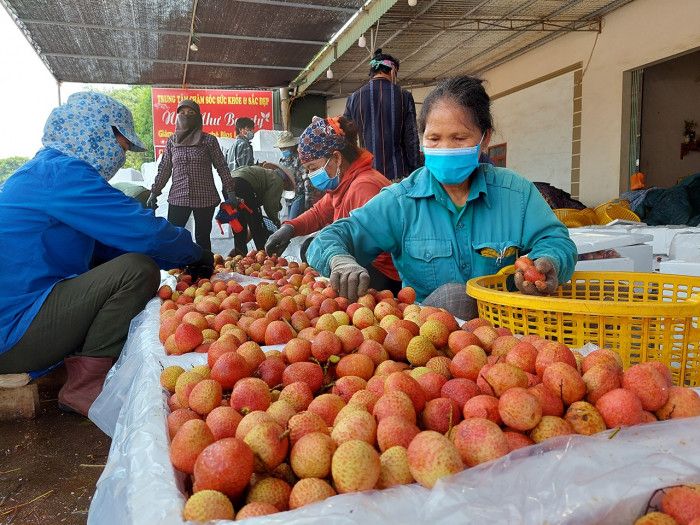 Dân Lục Ngạn thu hơn 4.800 tỷ đồng từ vải thiều giữa dịch bệnh