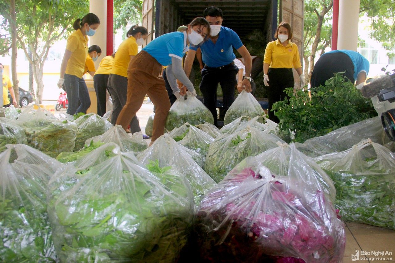 Huyện Quỳnh Lưu hỗ trợ 10 tấn rau, củ cho người dân TP. Vinh 