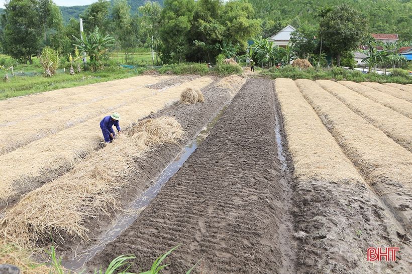 Nông dân vựa hành tăm Hà Tĩnh hối hả xuống giống vụ mới