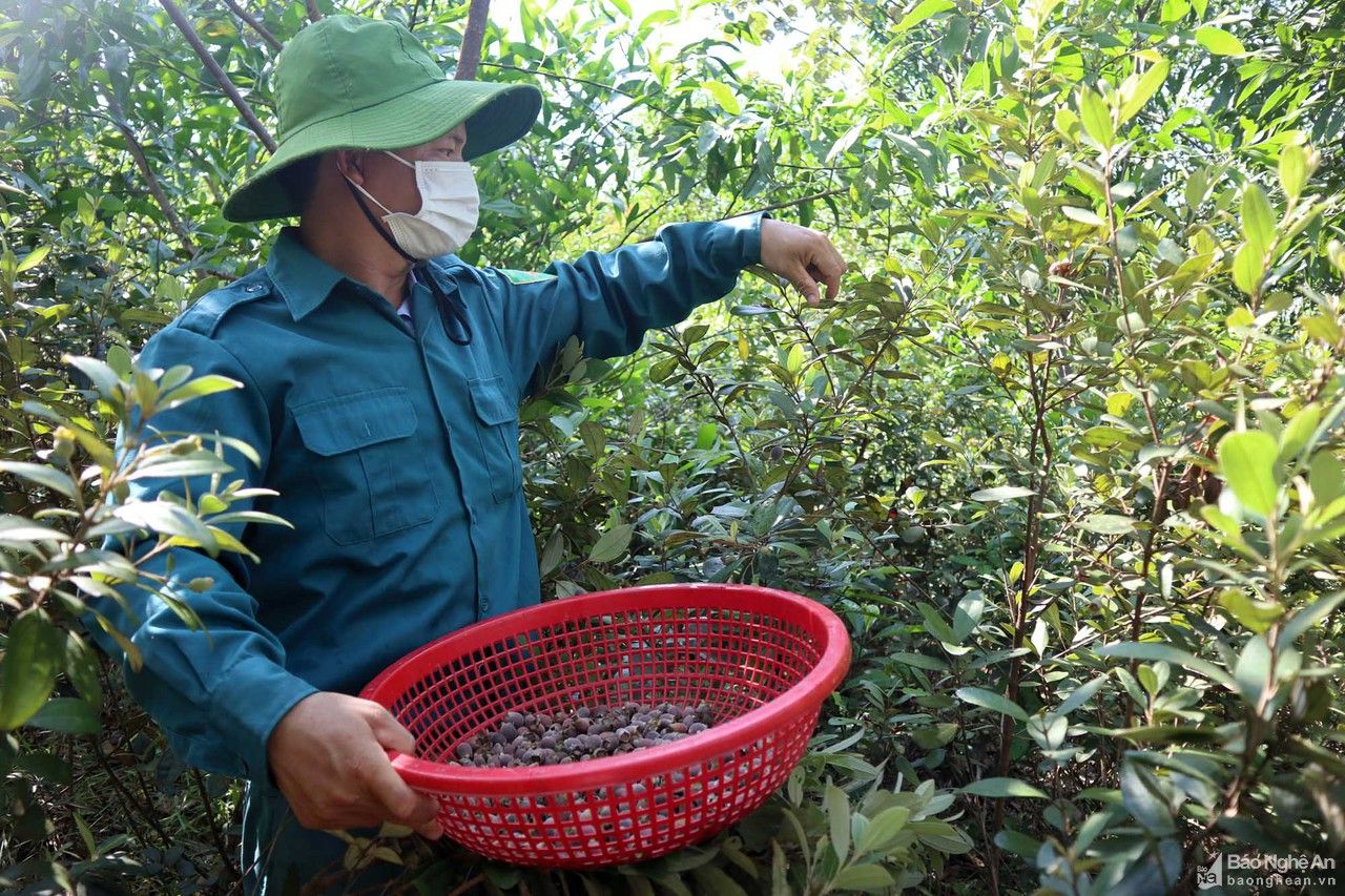 Nông dân Nghệ An đưa 