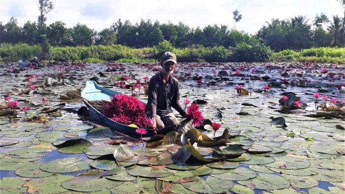 Sóc Trăng: Hàng tấn cá, bông súng, nông dân không bán mà... mang tặng