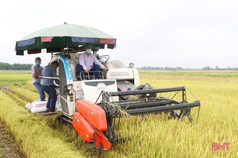 Nông dân Hà Tĩnh “chạy mưa” trên những cánh đồng lúa hè thu