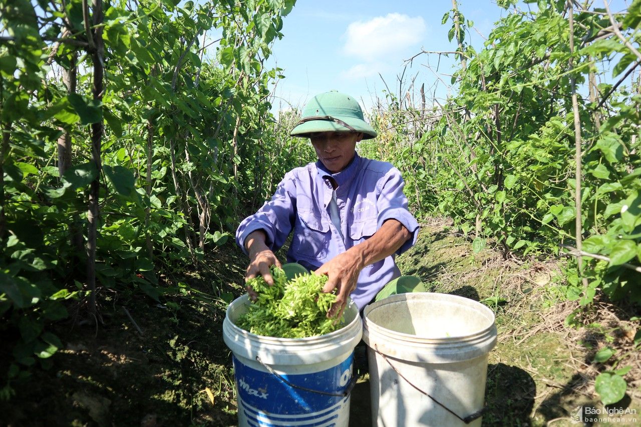 Nguồn cung giảm, giá rau xanh Nghệ An tăng nhẹ