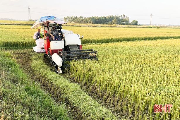 Hối hả thu hoạch lúa hè thu “chạy lụt” ở Đức Thọ