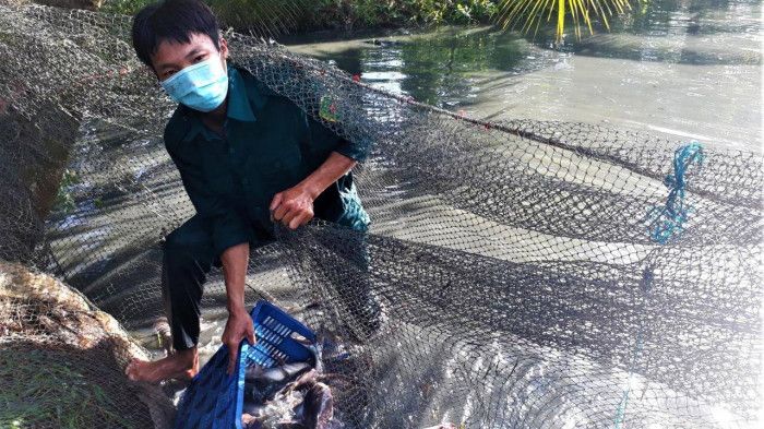 Sóc Trăng: Hàng tấn cá, bông súng, nông dân không bán mà... mang tặng