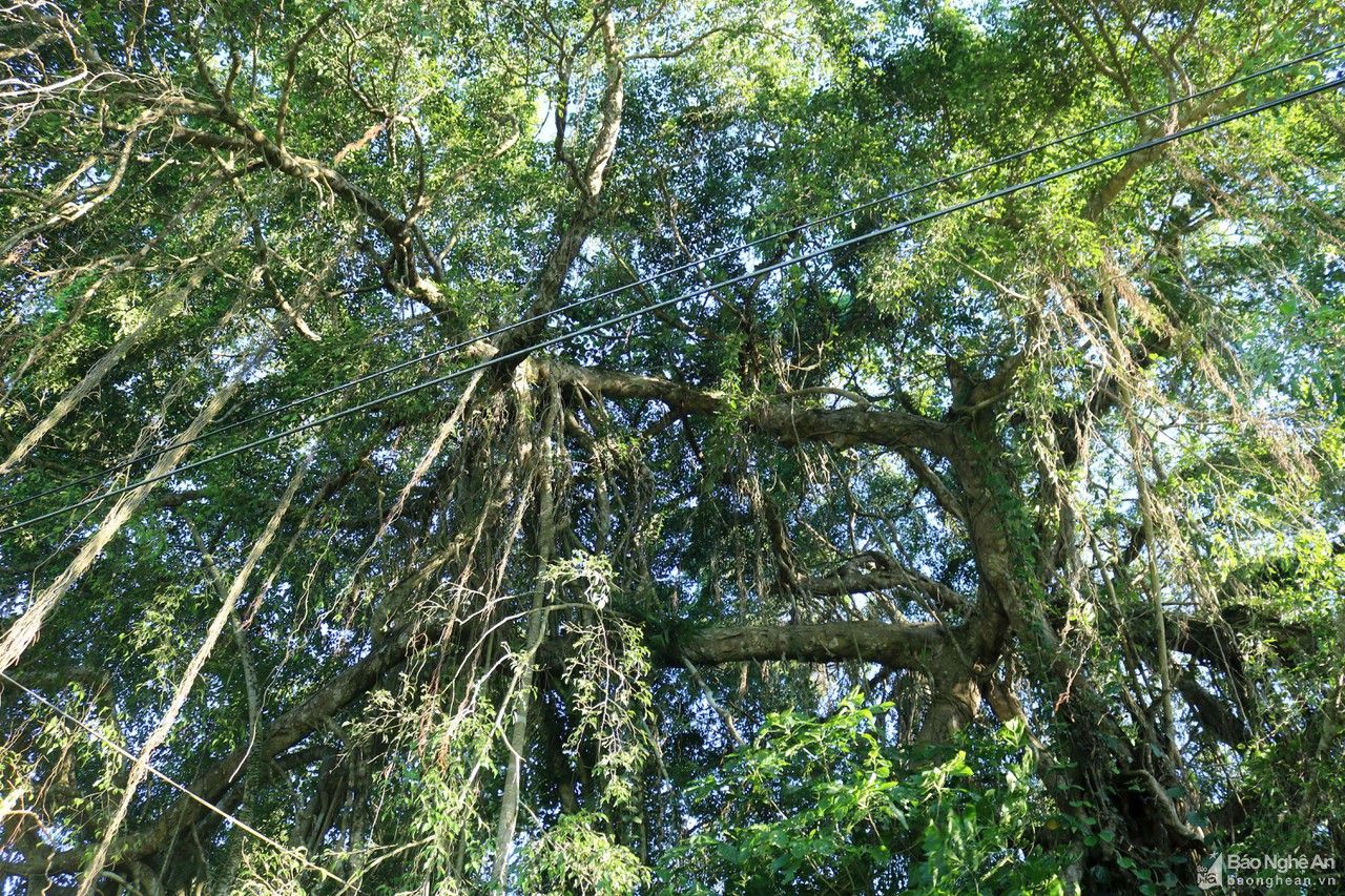 Cây sanh hàng trăm năm tuổi ở Thanh Chương