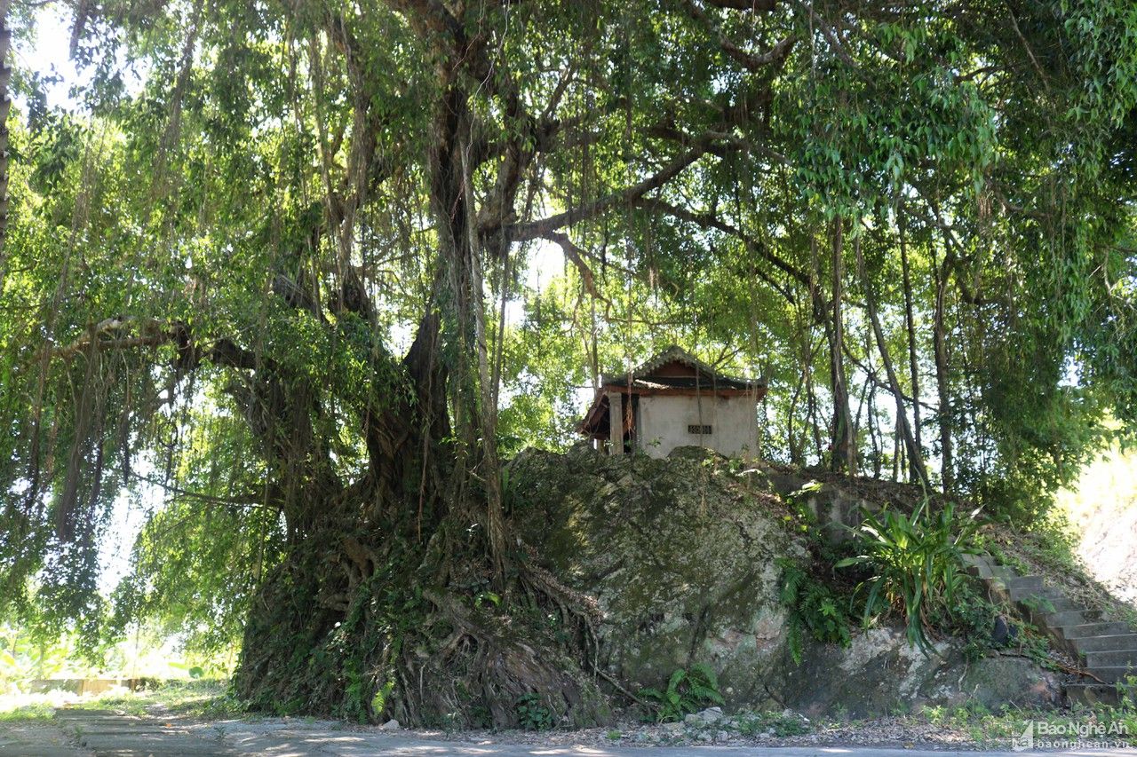 Cây sanh hàng trăm năm tuổi ở Thanh Chương