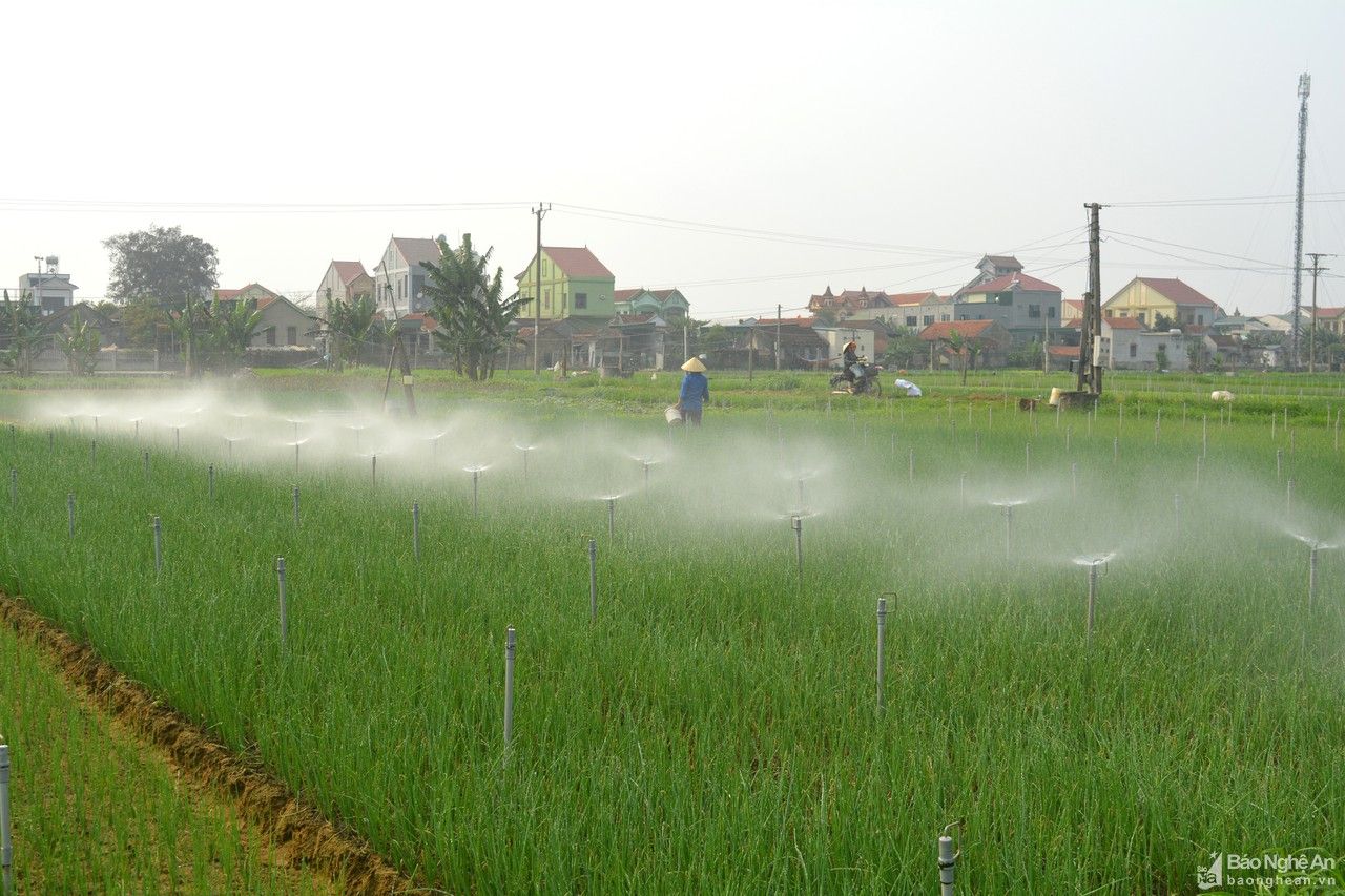 Nguồn cung giảm, giá rau xanh Nghệ An tăng nhẹ