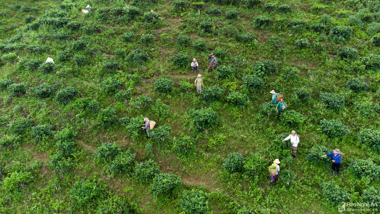 Cận cảnh mùa hái chè Shan tuyết ở Kỳ Sơn