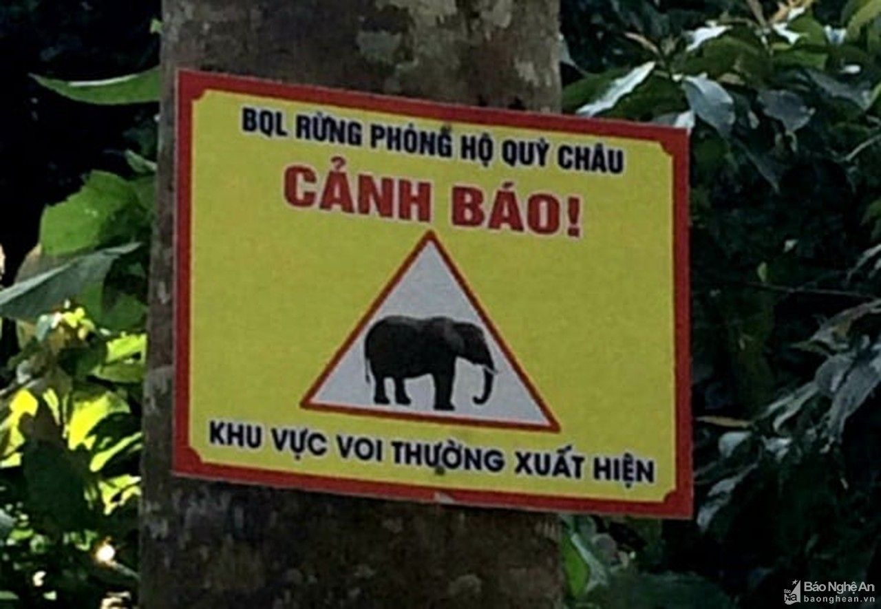 Voi rừng xuất hiện ở Quỳ Châu