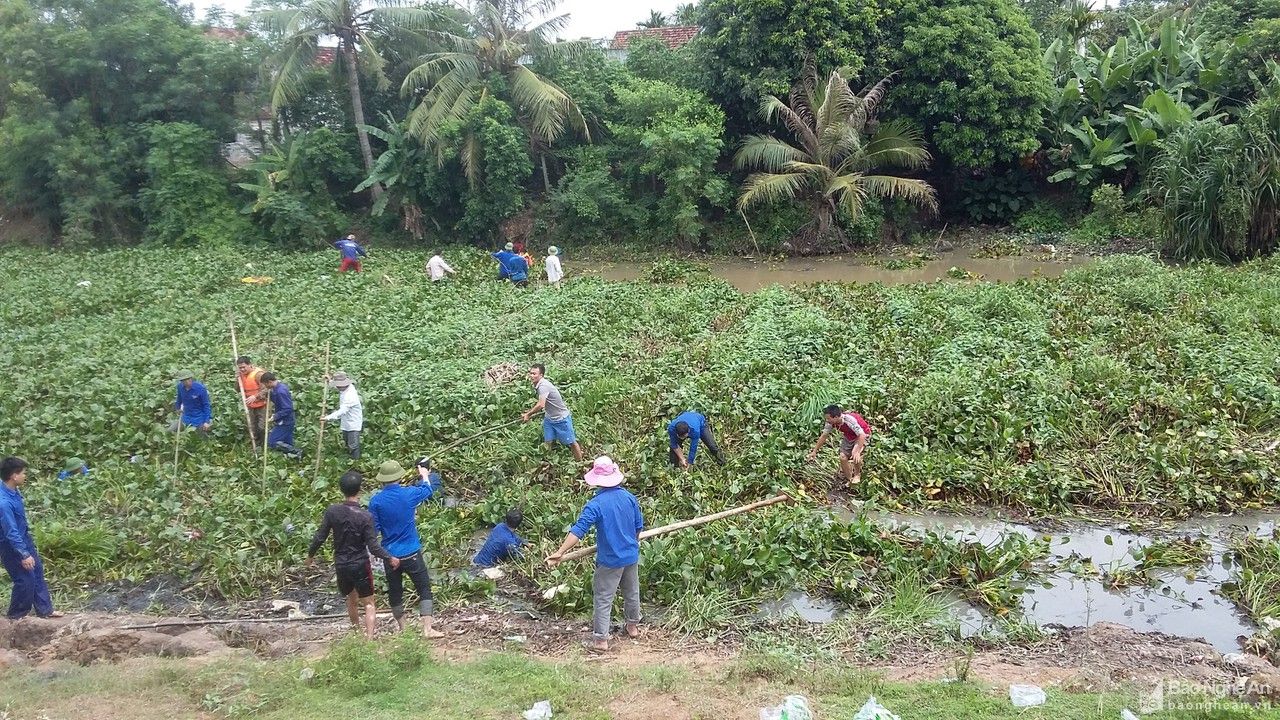 Nghệ An: Bèo tây 