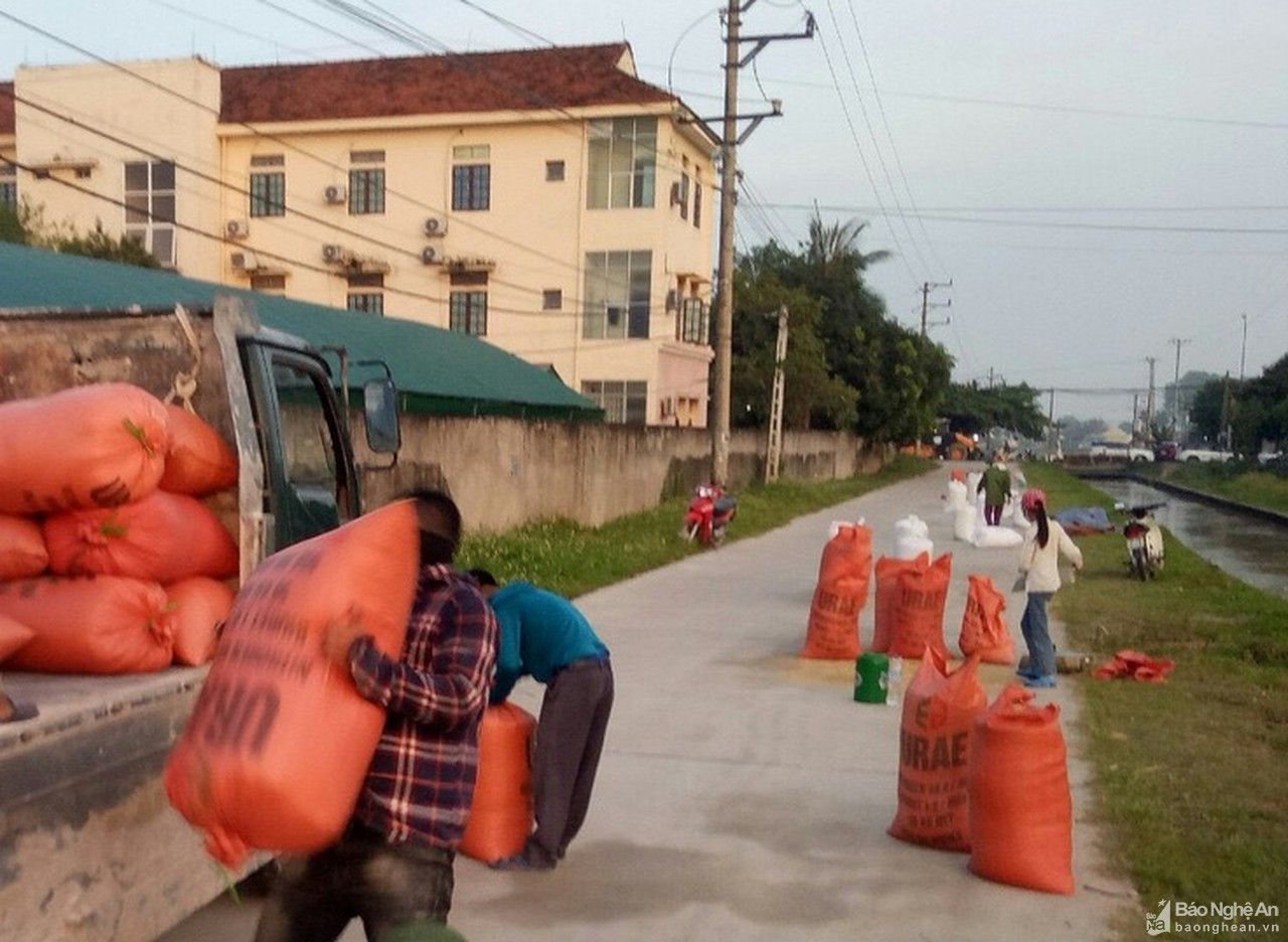 Yên Thành thu hoạch lúa hè thu đảm bảo an toàn chống dịch 