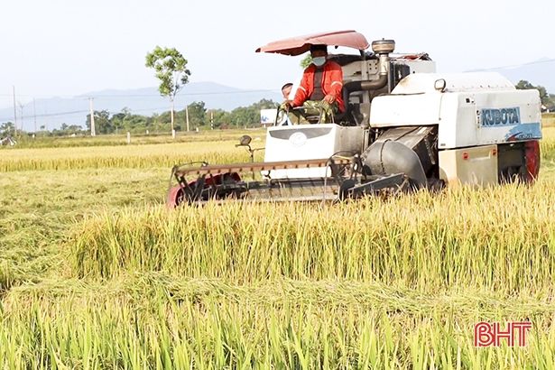 Hối hả thu hoạch lúa hè thu “chạy lụt” ở Đức Thọ