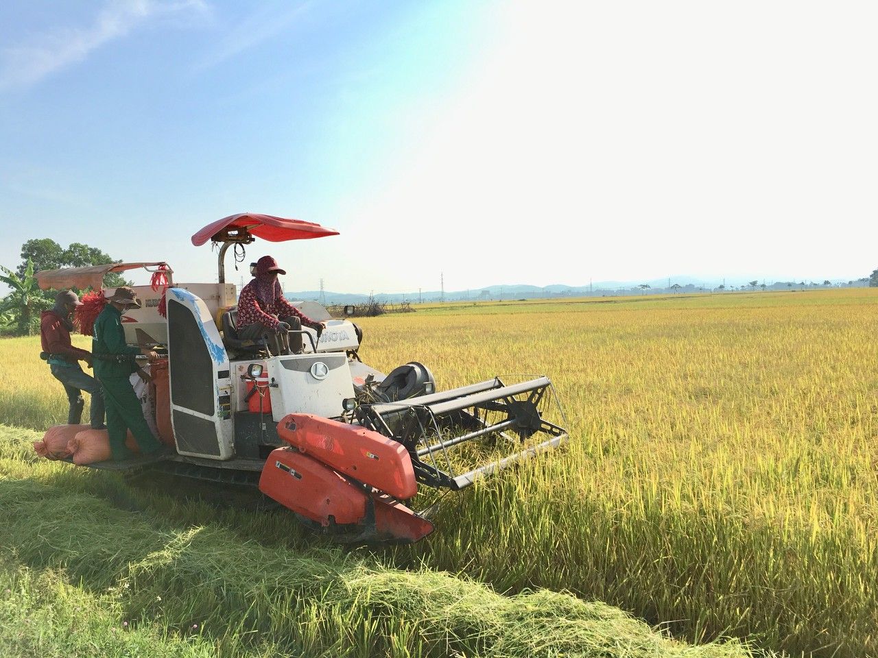 Nghệ An tăng cường máy móc thu hoạch lúa, mỗi hộ chỉ 1 người ra đồng