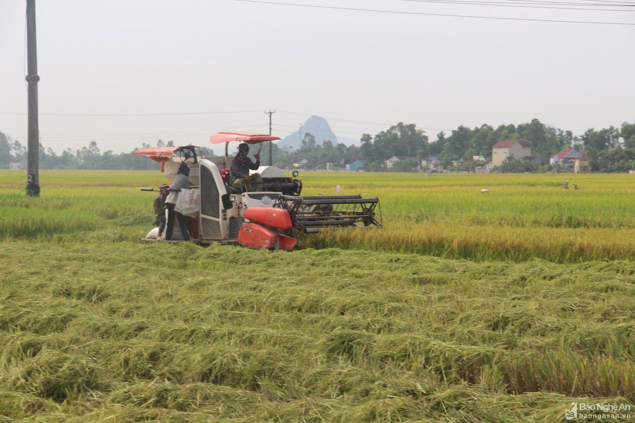 Yên Thành thu hoạch lúa hè thu đảm bảo an toàn chống dịch 