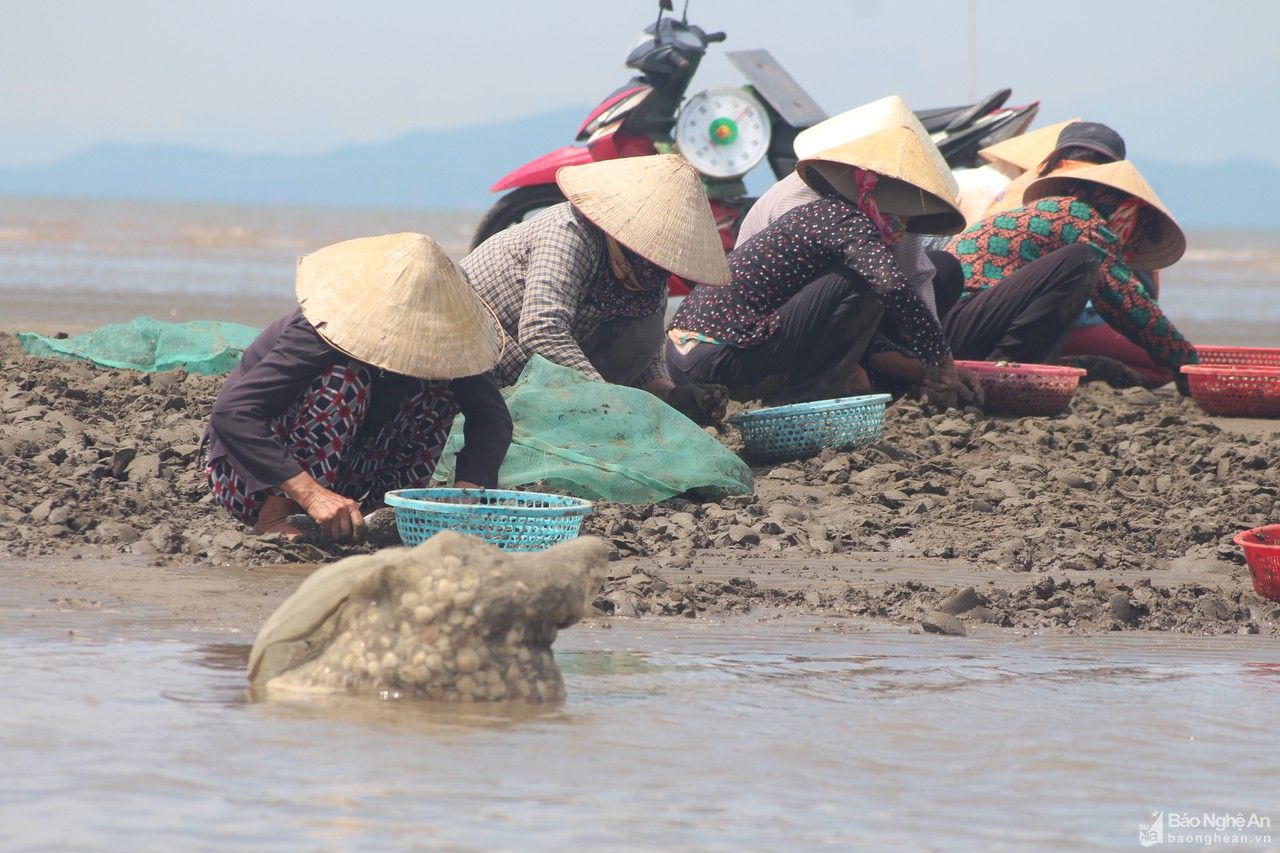 Nghệ An: Nông dân gặp khó vì ngao nuôi giảm giá, tiêu thụ chậm