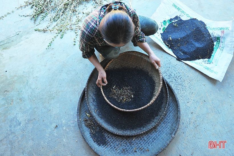 Nông dân Hương Khê phấn khởi thu hoạch sớm vừng hè thu