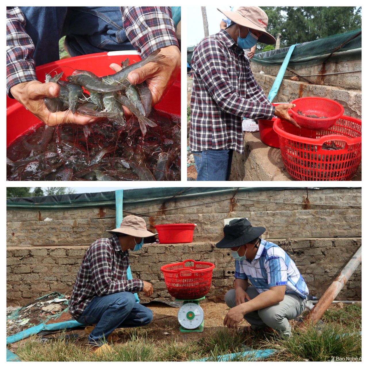 Nhiều cách làm hay gỡ khó đầu ra cho con tôm ở Nghệ An