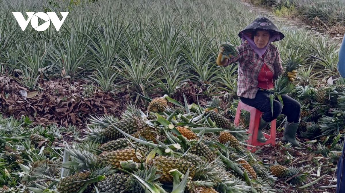 Tiền Giang: Không có giấy "thông hành", hàng nghìn ha dứa có nguy cơ bị thối