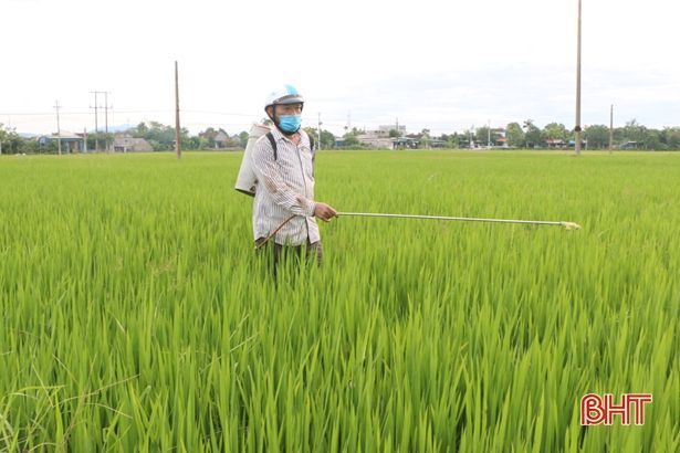 Đủ nước, ít sâu bệnh, lúa hè thu Hà Tĩnh “đón đòng” thuận lợi