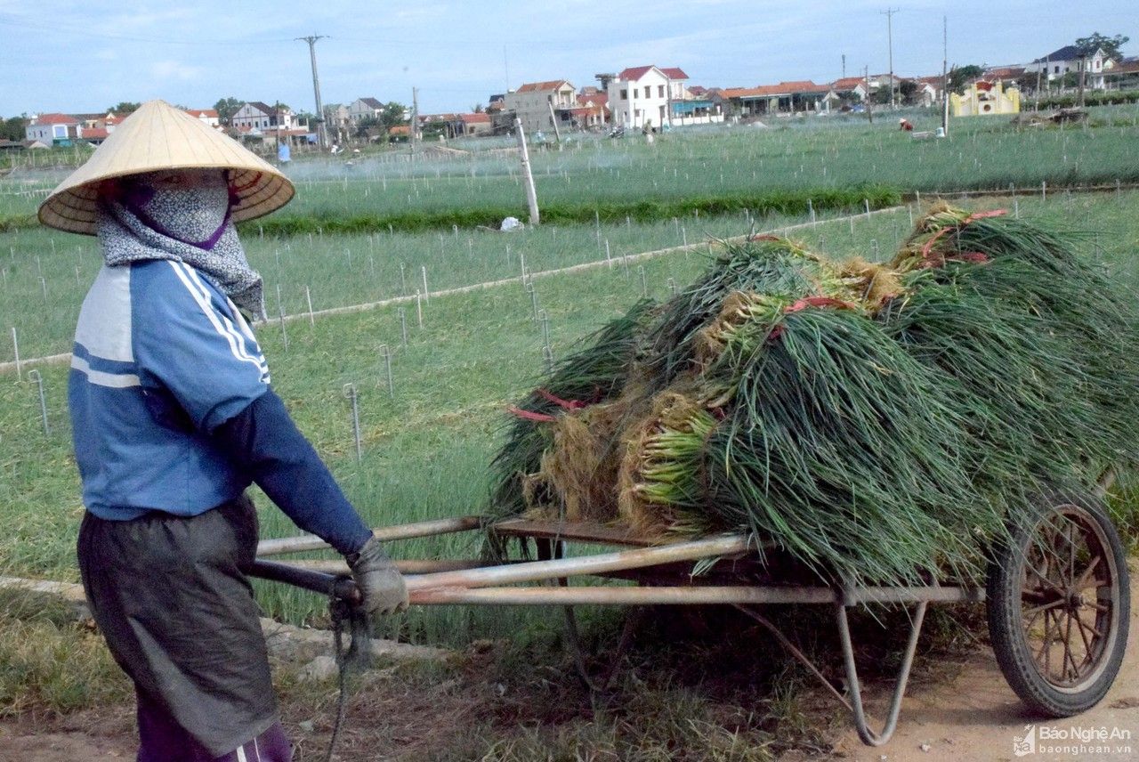 Nông dân ở vựa hành lớn nhất Nghệ An gặp khó vì Covid-19