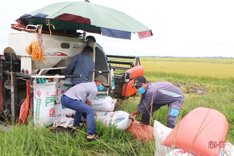 Nông dân Hà Tĩnh “chạy mưa” trên những cánh đồng lúa hè thu