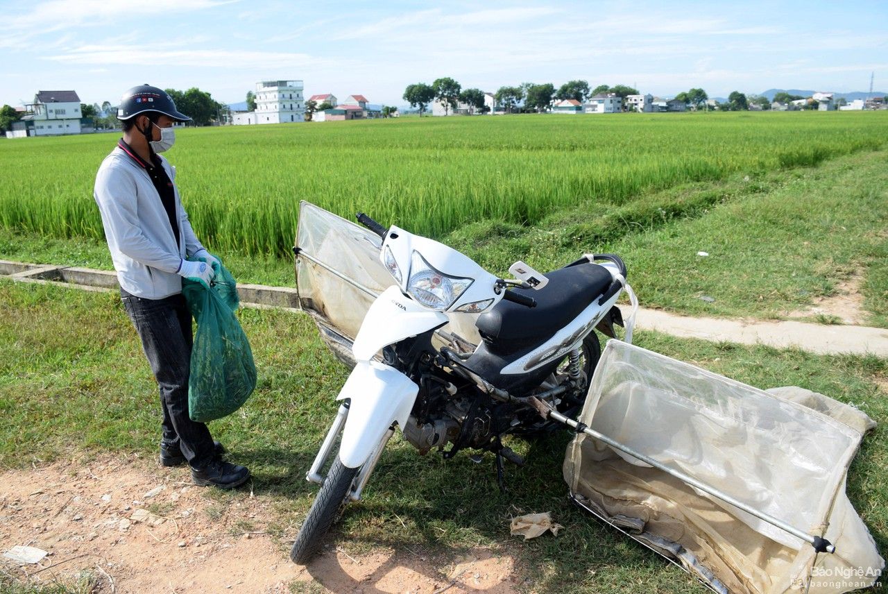 Nông dân Nghệ An săn 