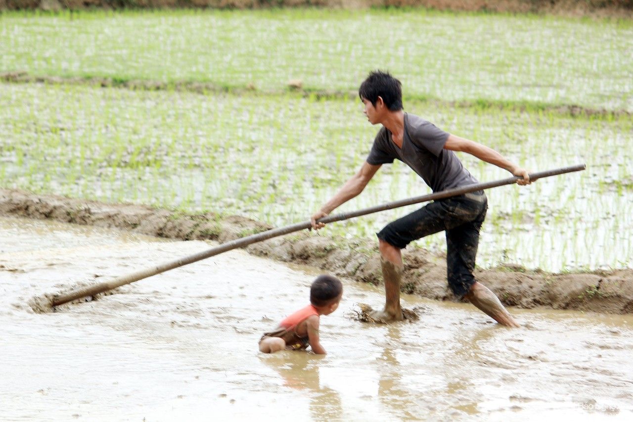 Chạy đua với vụ mùa trên cung ruộng bậc thang xứ Nghệ