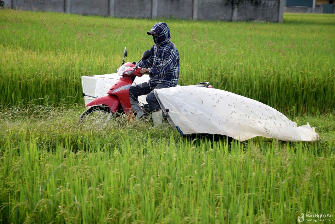 Nông dân Nghệ An săn 