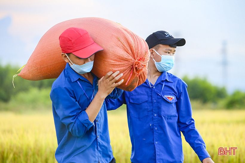 Hình ảnh đẹp về các tình nguyện viên giúp dân thu hoạch lúa ở Cẩm Xuyên