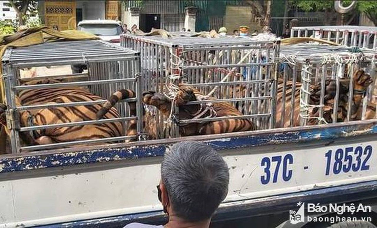 Nghệ An: Siết chặt hoạt động mua bán, nuôi nhốt động vật hoang dã trái phép