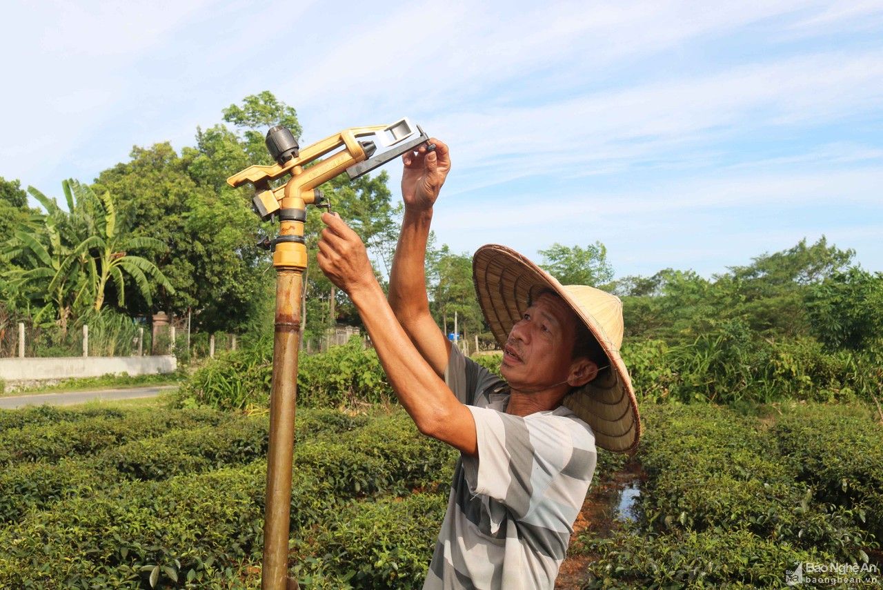 Nắng như đổ lửa, nông dân Nghệ An vật lộn chống 