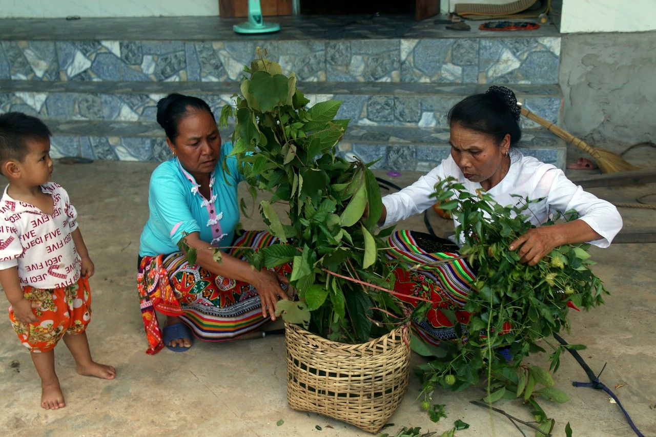 Ngày Tết Đoan Ngọ người Thái lên rừng hái thuốc chữa bệnh 