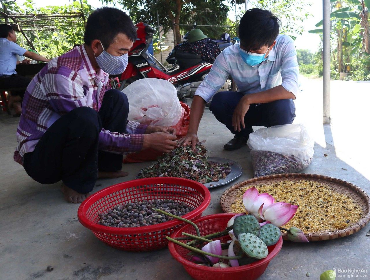 Nông dân Nghệ An đưa 