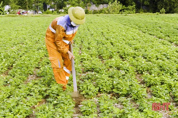 Hà Tĩnh: Người dân Đức Thọ “bám đồng” trỉa đậu, chăm lạc