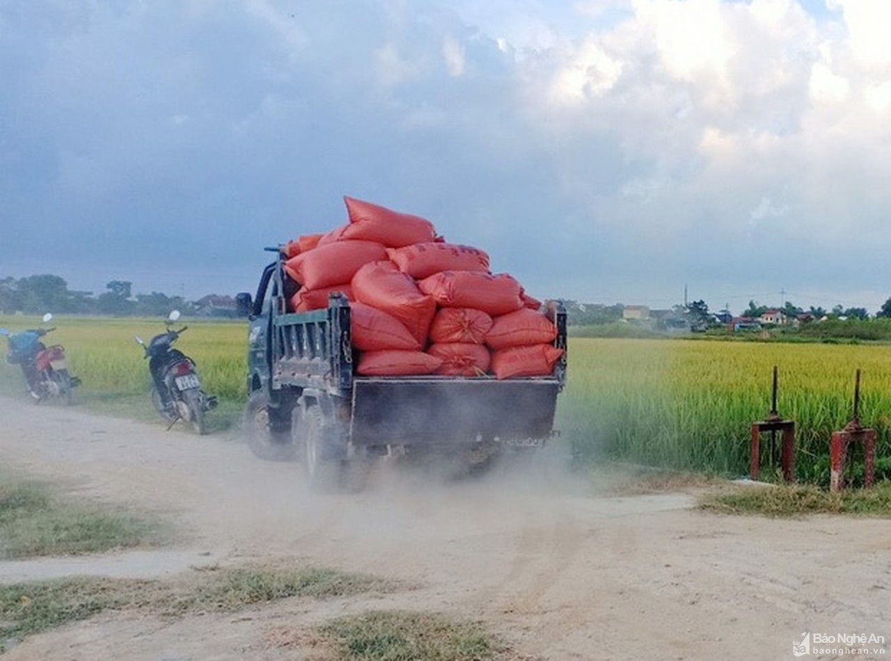 Những chuyến xe tình nguyện chở lúa mùa dịch ở Yên Thành