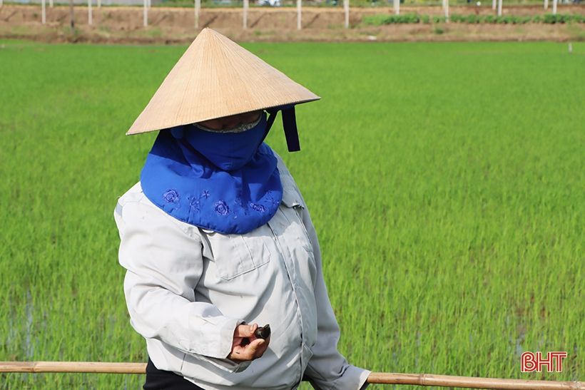 Nông dân xứ Cẩm hối hả tỉa dặm, chăm sóc lúa hè thu