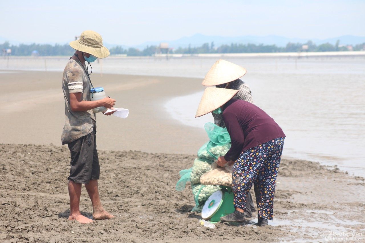 Nghệ An: Nông dân gặp khó vì ngao nuôi giảm giá, tiêu thụ chậm