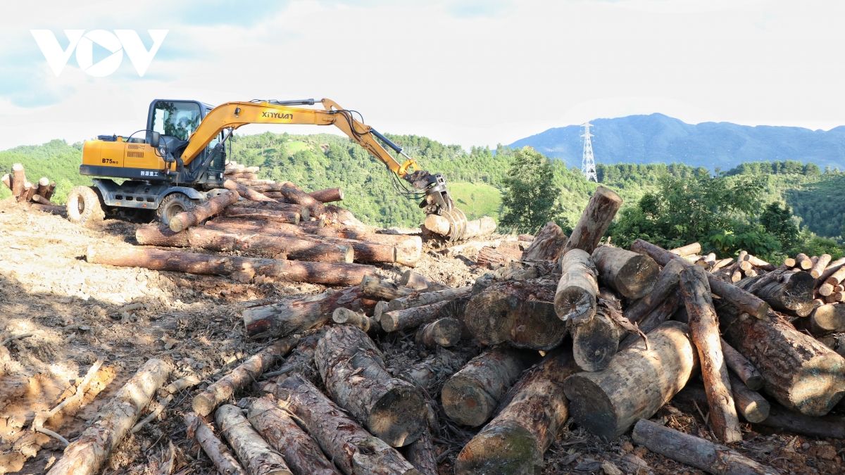 Tạm đình chỉ Hạt trưởng Hạt Kiểm lâm Tuần Giáo liên quan việc phá rừng phòng hộ