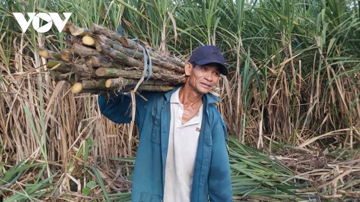 Người trồng mía gặp khó, giá mía giảm một nửa vẫn không bán được